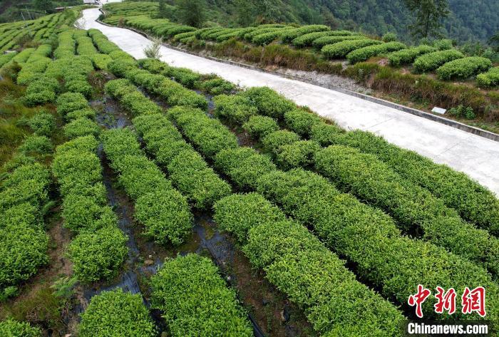 圖為西藏林芝市墨脫縣背崩鄉(xiāng)格林村山頂?shù)木坝^茶園。(無人機照片) 李林 攝